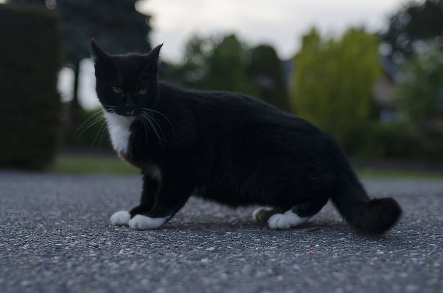netherlands, velden, cat, domestic, domestic cat, domestic animals HD wallpaper