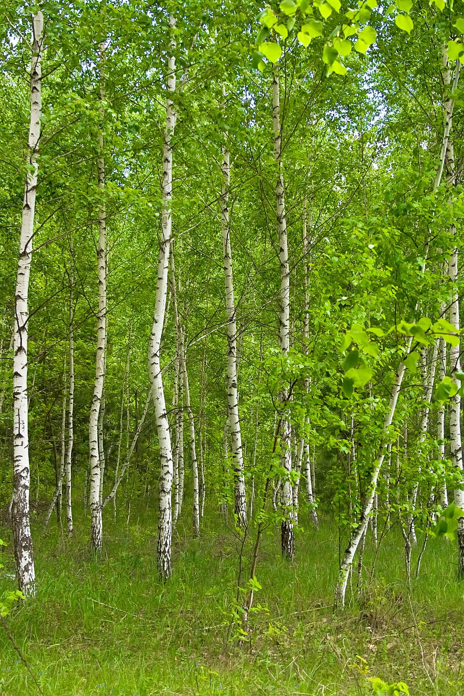 con2011, nature, scene, plant, tree, forest, land, green color HD wallpaper