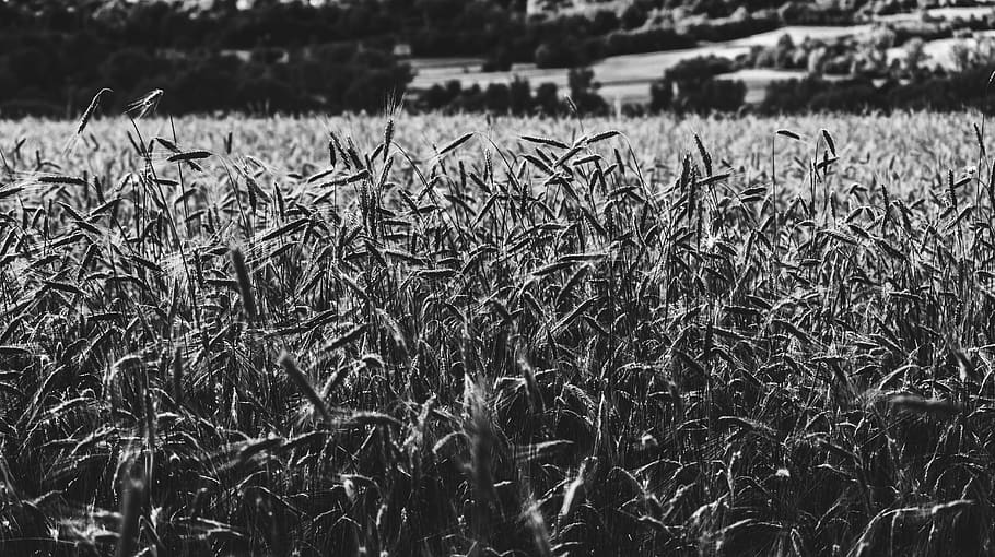 spain, puigcerdà, black, trees, blackandwhite, monochrome HD wallpaper
