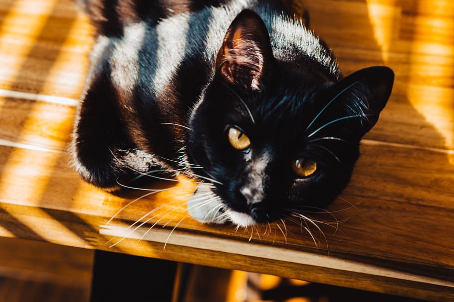 black cat on table, pet, animal, mammal, wood, eyes, yellow, hardwood HD wallpaper