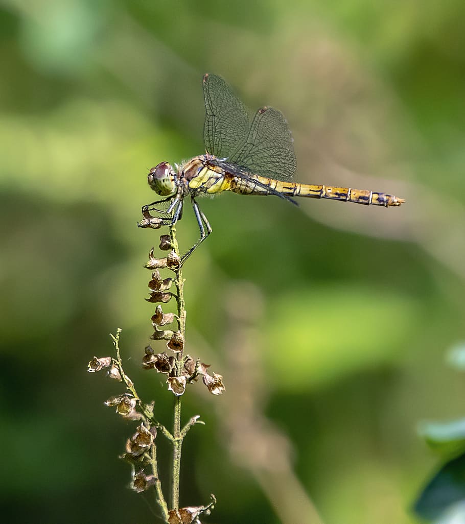 dragonfly, wings, insect, nature, summer, transparent, texture HD wallpaper
