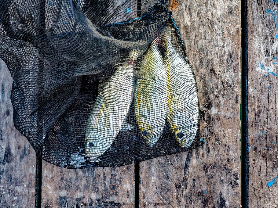 fish, animal, perch, herring, sea life, wood, person, human, HD wallpaper
