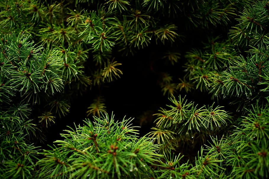 green leafed trees, plant, conifer, flora, fir, abies, larch HD wallpaper