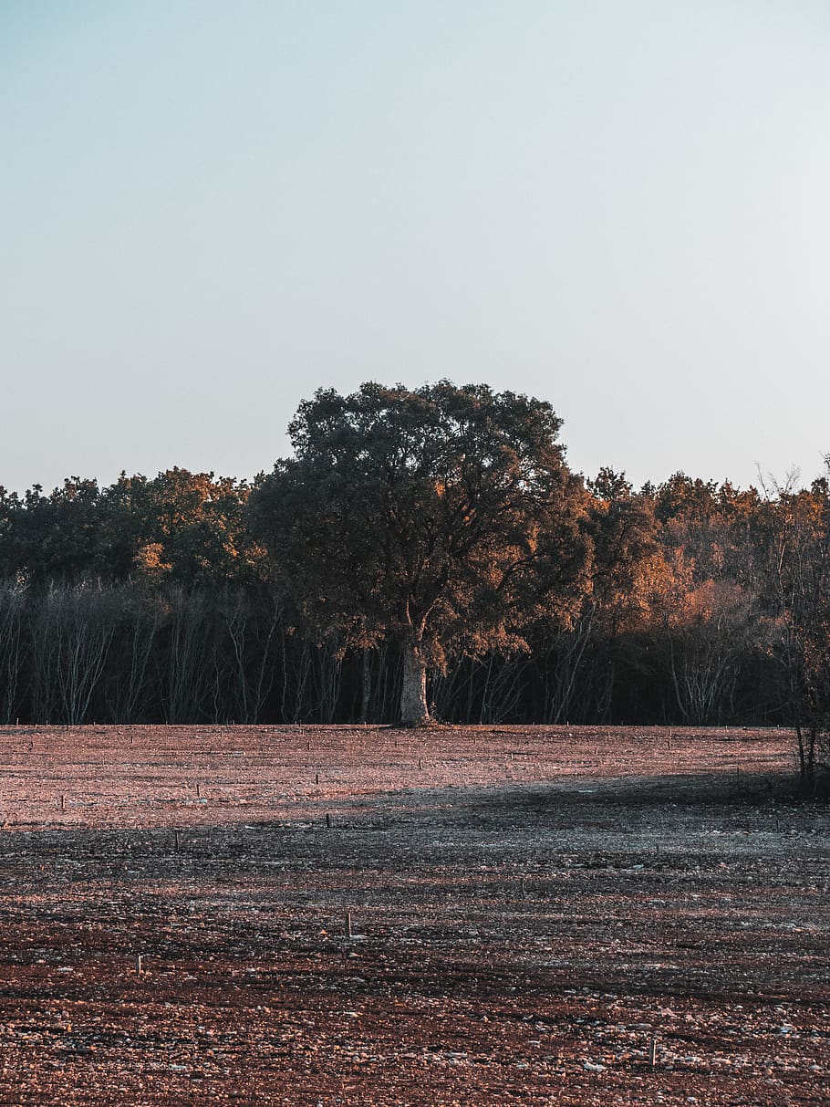 tree, sky, field, nature, wallpaper, croatia, ground, dirt HD wallpaper