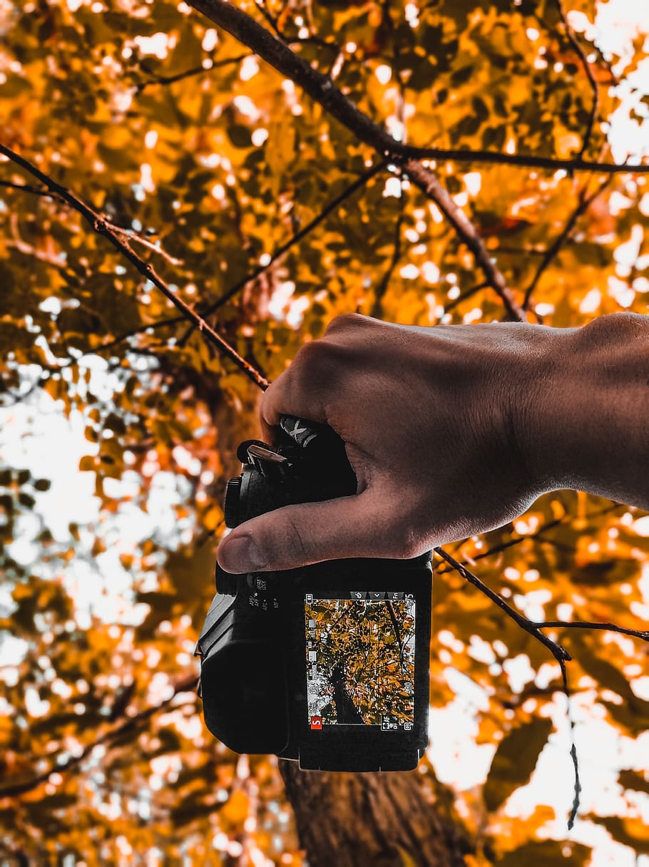croatia, istria county, tree, autumn, one person, plant, human body part HD wallpaper
