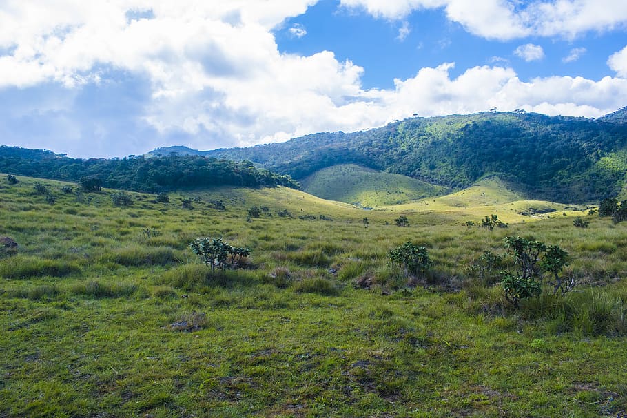 Green Grass Field, clouds, daylight, environment, forest, grassland HD wallpaper