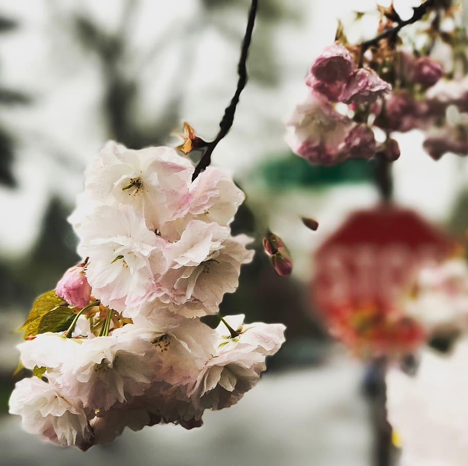 Selective Focus Photography of White Flowers, beautiful, bloom HD wallpaper