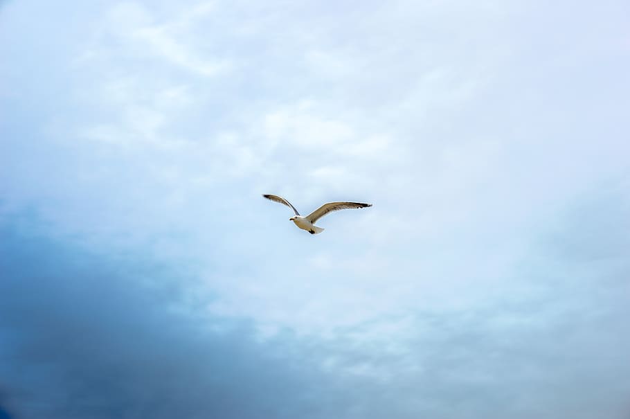bird, sky, blue, dom, wings, fly, dream, animal themes, animal wildlife HD wallpaper