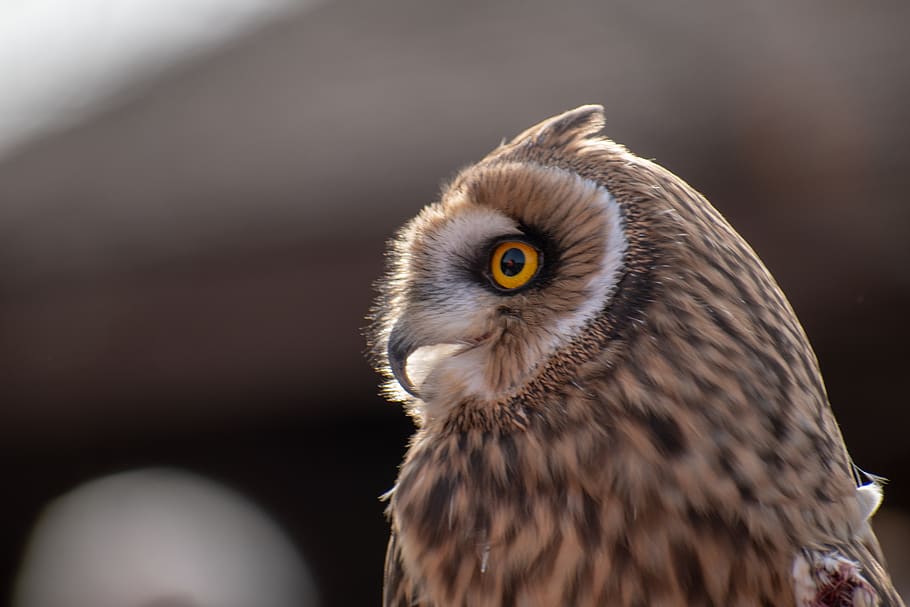 owl, raptor, bird, plumage, feather, animal, nature, bill, eyes HD wallpaper
