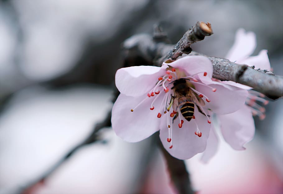 Selective Focus Photography of White Petaled Flower, bee, bloom HD wallpaper