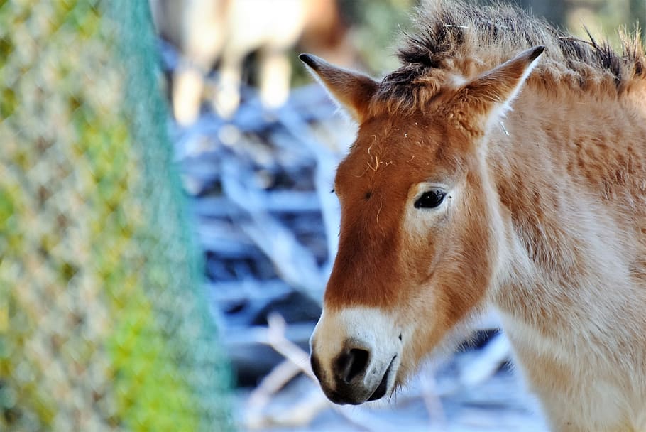 donkey, mule, muli, livestock, animal, zoo, head, animal themes HD wallpaper