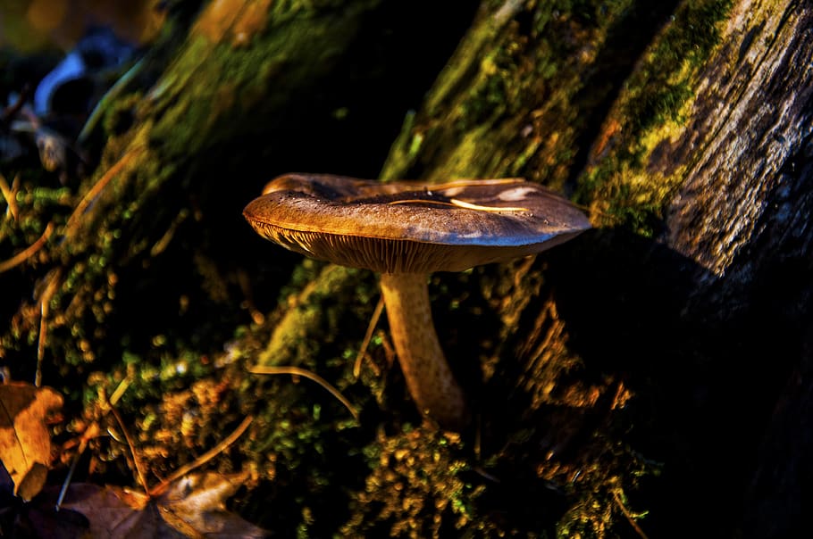 autumn, mushroom, forest, fungus, plant, tree, toadstool, close-up HD wallpaper