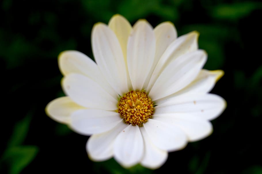 daisy, flower, spring, bloom, white, blossom, garden, floral HD wallpaper