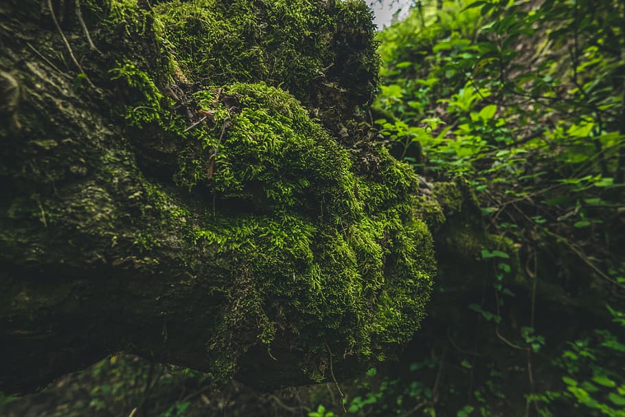 Green Field, colors, daylight, environment, landscape, moss, Mossy rocks HD wallpaper