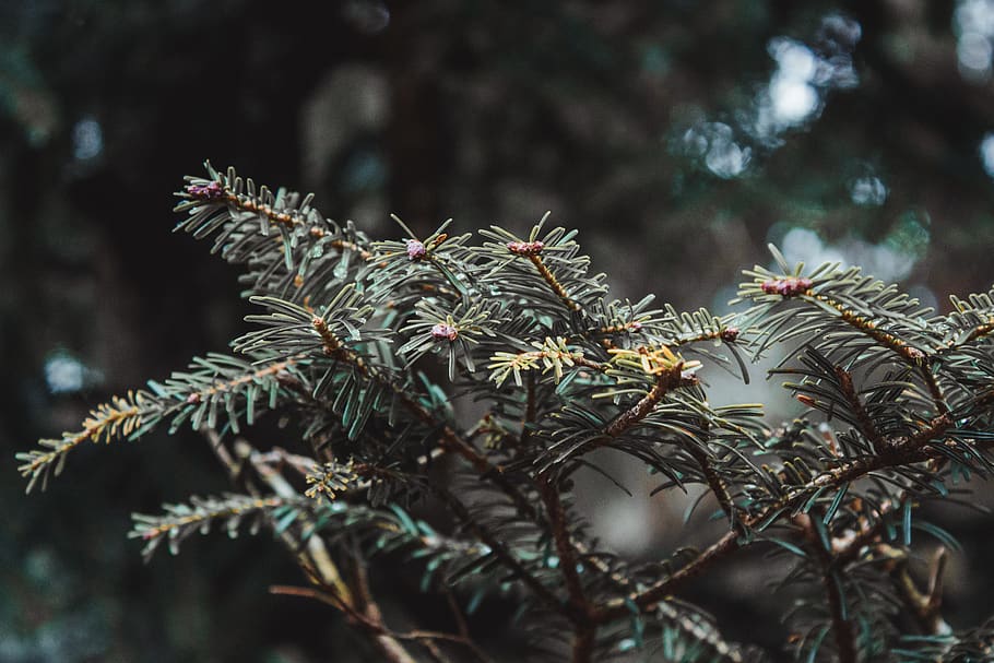 tree, plant, conifer, abies, fir, pine, spruce, nature, green HD wallpaper