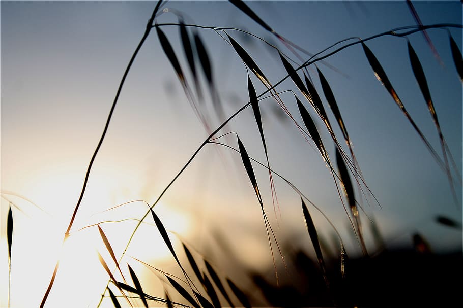 sunset, weeds, foxtails, plants, nature, upclose, outside, adventure HD wallpaper