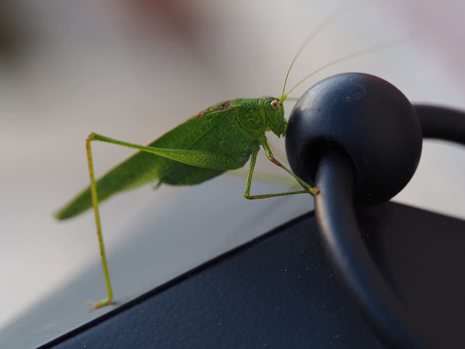 grasshopper, insect, green, nature, close up, macro, animal world HD wallpaper