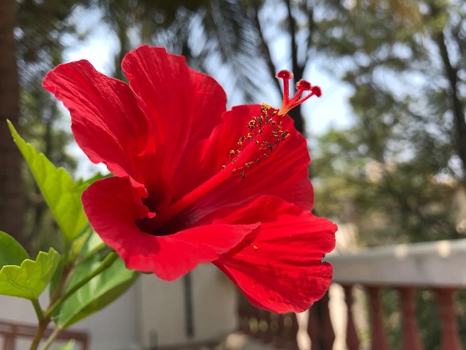 hibiscus, red, flower, plant, flowering plant, petal, freshness HD wallpaper
