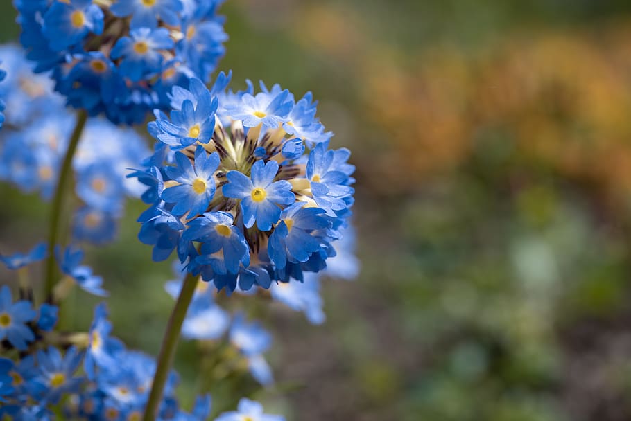 primrose, drumstick, flowers, blue, spring flowers, nature HD wallpaper
