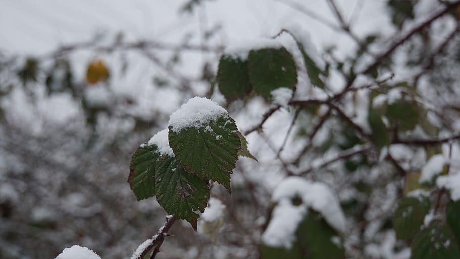 winter, snow, leaves, white, green, landscape, nature, cold HD wallpaper