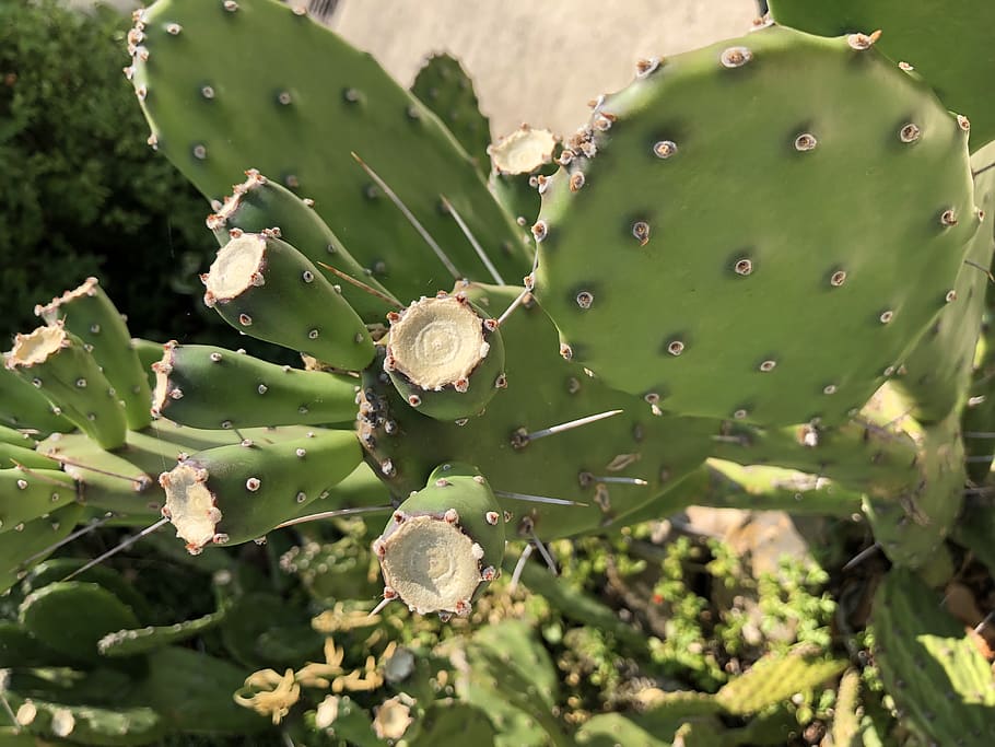 plants, cactus, garden, growth, green color, close-up, nature HD wallpaper