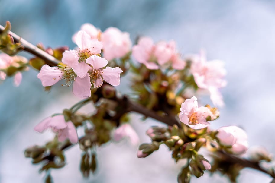 pink petaled flowers, flowering plant, fragility, beauty in nature HD wallpaper