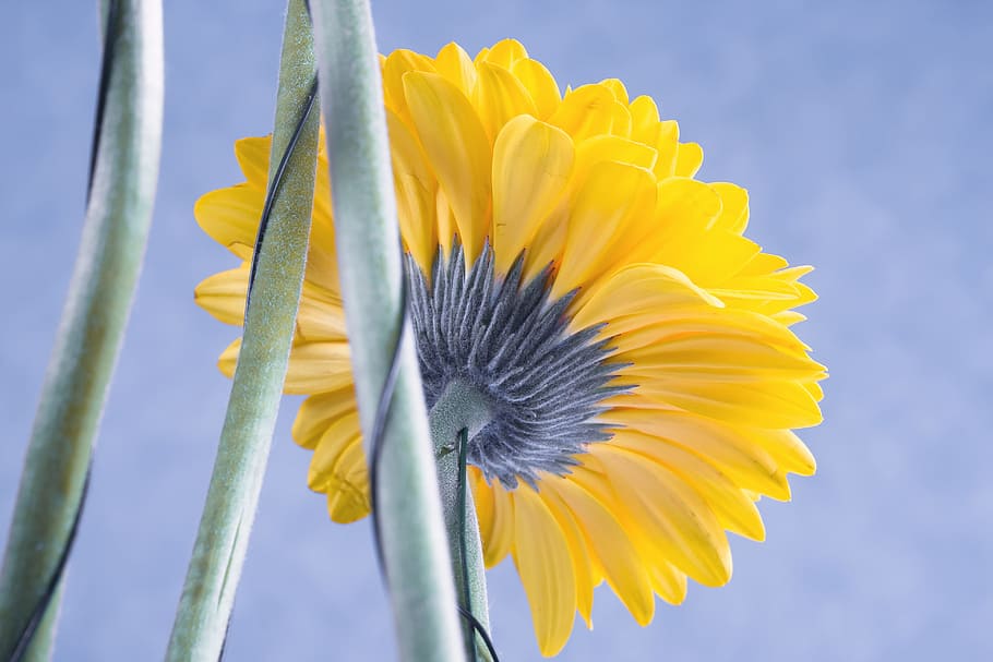 flower, yellow, plant, back, bloom, flowering plant, freshness HD wallpaper
