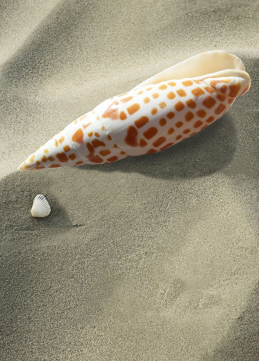 snail, shell, animal, wild, nature, insect, sand, sandy, desert HD wallpaper