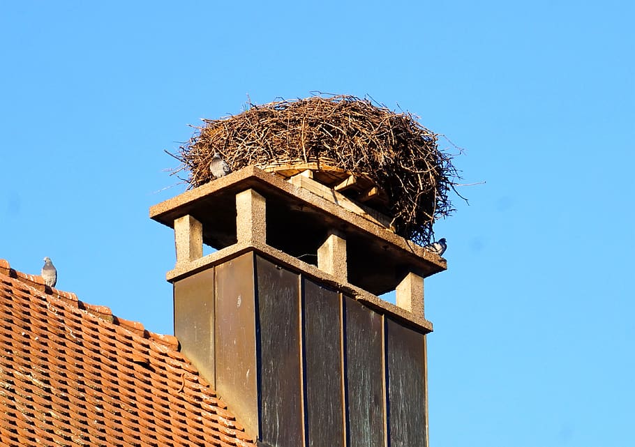 nest, storks, storchennest, rattle stork, animal world, nest building, HD wallpaper