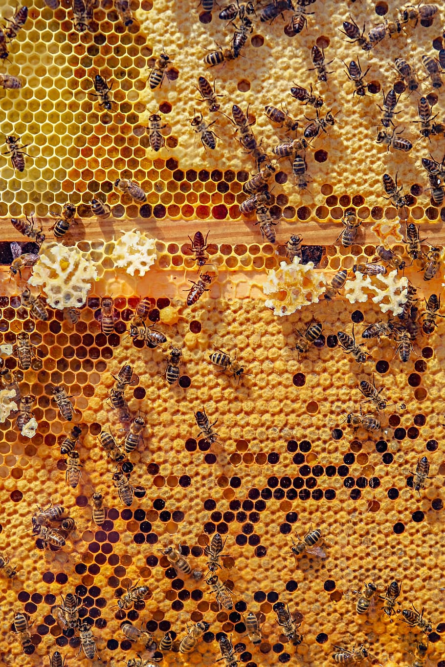 bees, nature, animals, honeycomb, honey bee, insect, close up