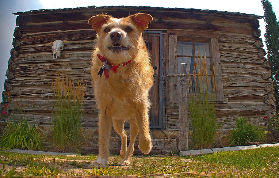 dog running at daytime, mammal, one animal, pets, domestic animals HD wallpaper