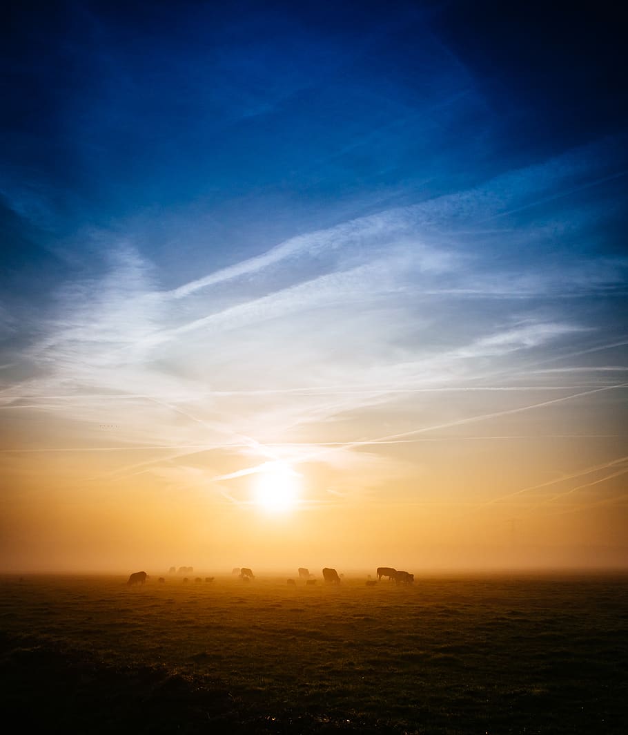 Silhouette Photography of Animals on Ground during Golden Hour HD wallpaper