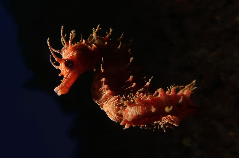 red seahorse, animals in the wild, animal themes, animal wildlife HD wallpaper