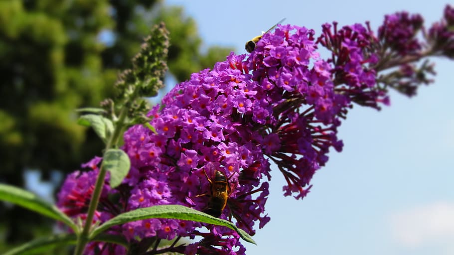flower, bee, bees, flowers, nature, macro, zoom, blossom, purple HD wallpaper