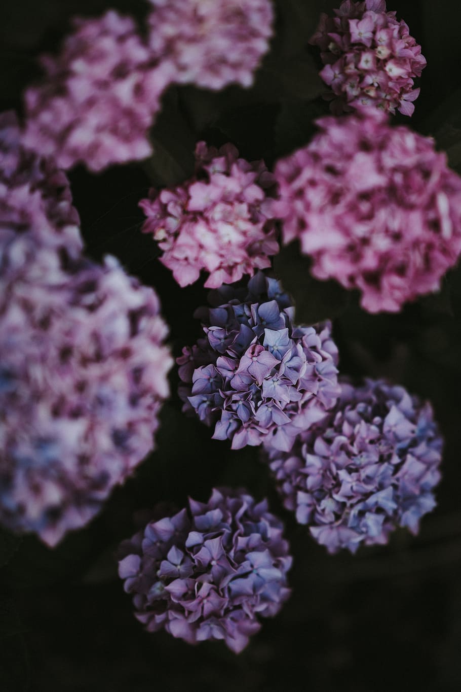 shallow focus photography of flowers, hydrangea, floral, pink HD wallpaper