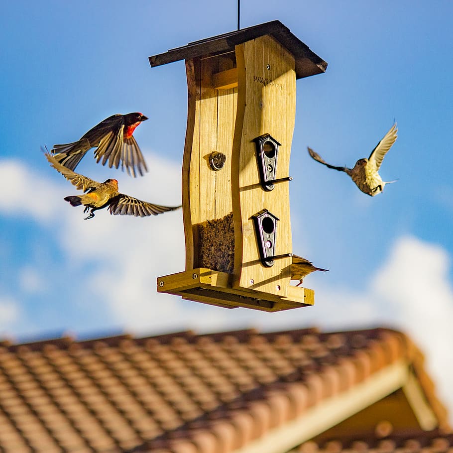 Brown and Beige Finch Birds Surround Bird House, architecture