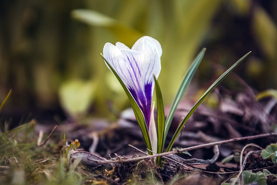 crocus, flower, meadow, nature, spring, plant, blossom, bloom HD wallpaper