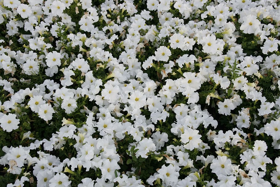 background, beautiful, bloom, colorful, floral, flower, petal HD wallpaper