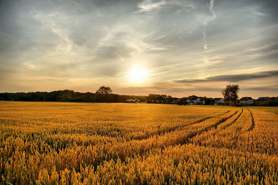 sun, nature, landscape, sunset, summer, evening, sunny, clouds HD wallpaper