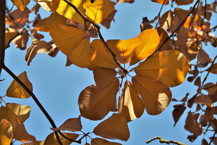 tree, foliage, autumn, colored, colors of autumn, shines through HD wallpaper