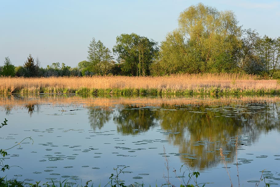 lake, water, cane, sunset, golden hour, tree, reflection, plant HD wallpaper