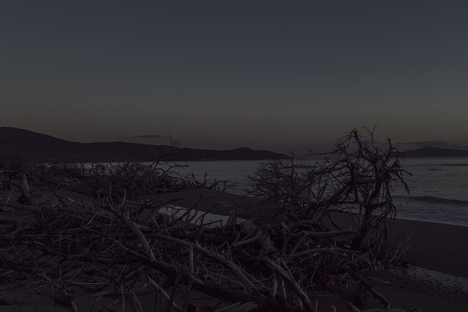 maremma, beach, sundown, tree, water, sand, tuscany, toscana HD wallpaper
