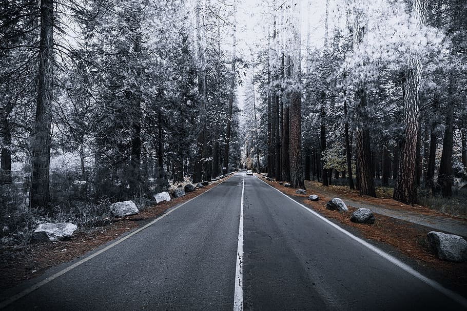 concrete road between forest, tree, rock, car, highway, pine tree HD wallpaper