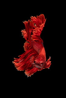 red Siamese fighting fish, animal themes, studio shot, black background HD wallpaper