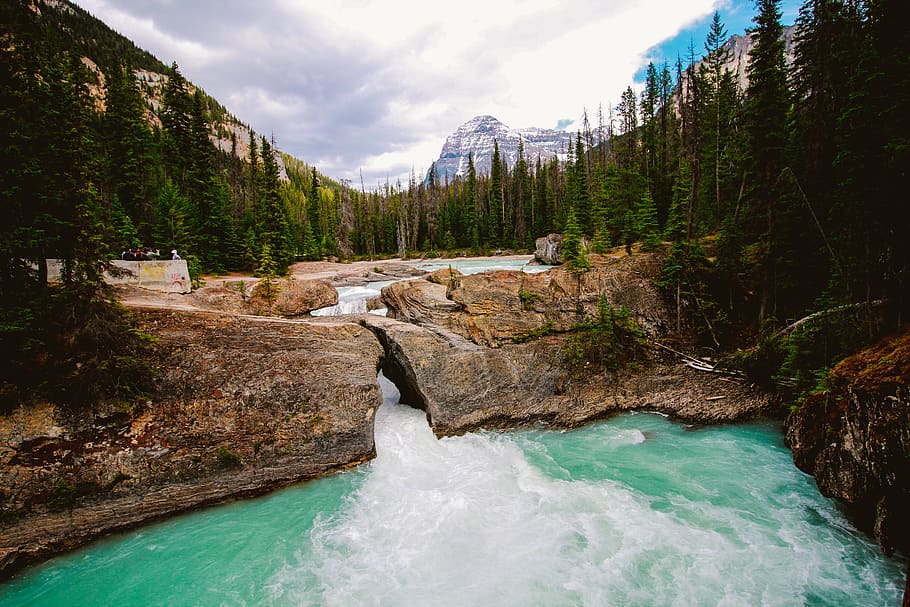 River Surrounded by Green Pine Trees, daylight, environment, flow HD wallpaper