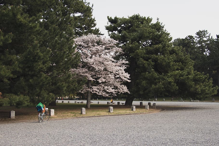 japan, kyoto prefecture, sakura, blossom, cherryblossom, spring, HD wallpaper