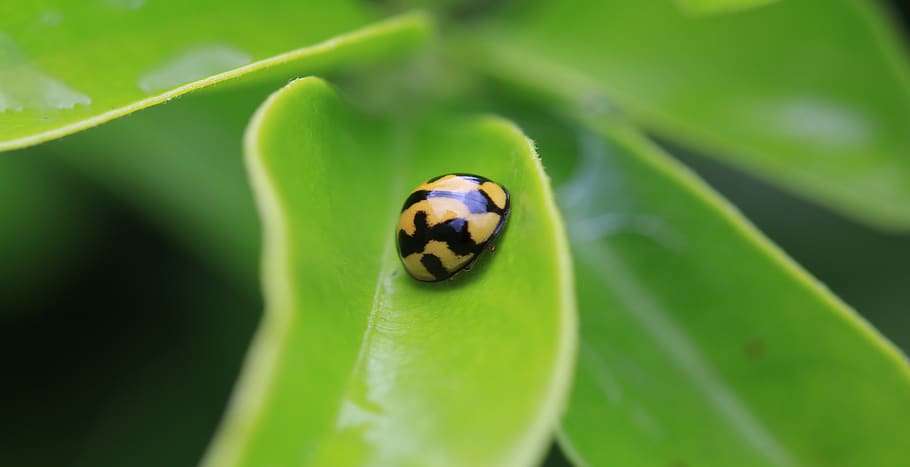 lady bug, ladybird, insect, nature, leaves, macro, trees, peaceful HD wallpaper