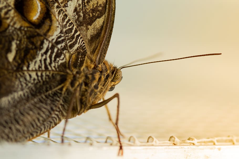 butterfly, close up, insect, small, animal themes, invertebrate HD wallpaper