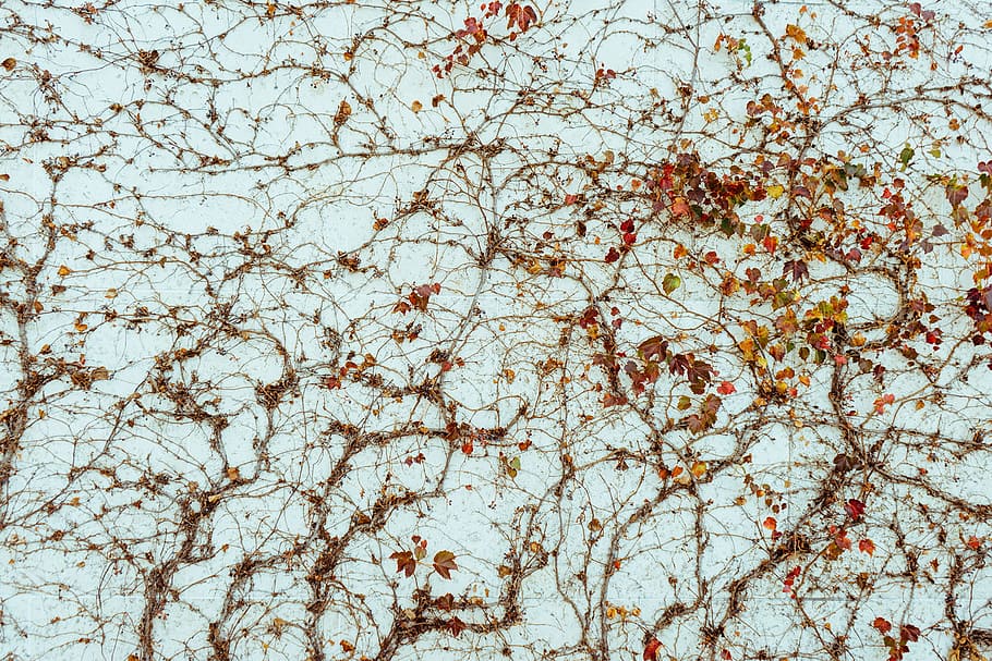 wall, vines, tree, plant, backgrounds, full frame, no people HD wallpaper