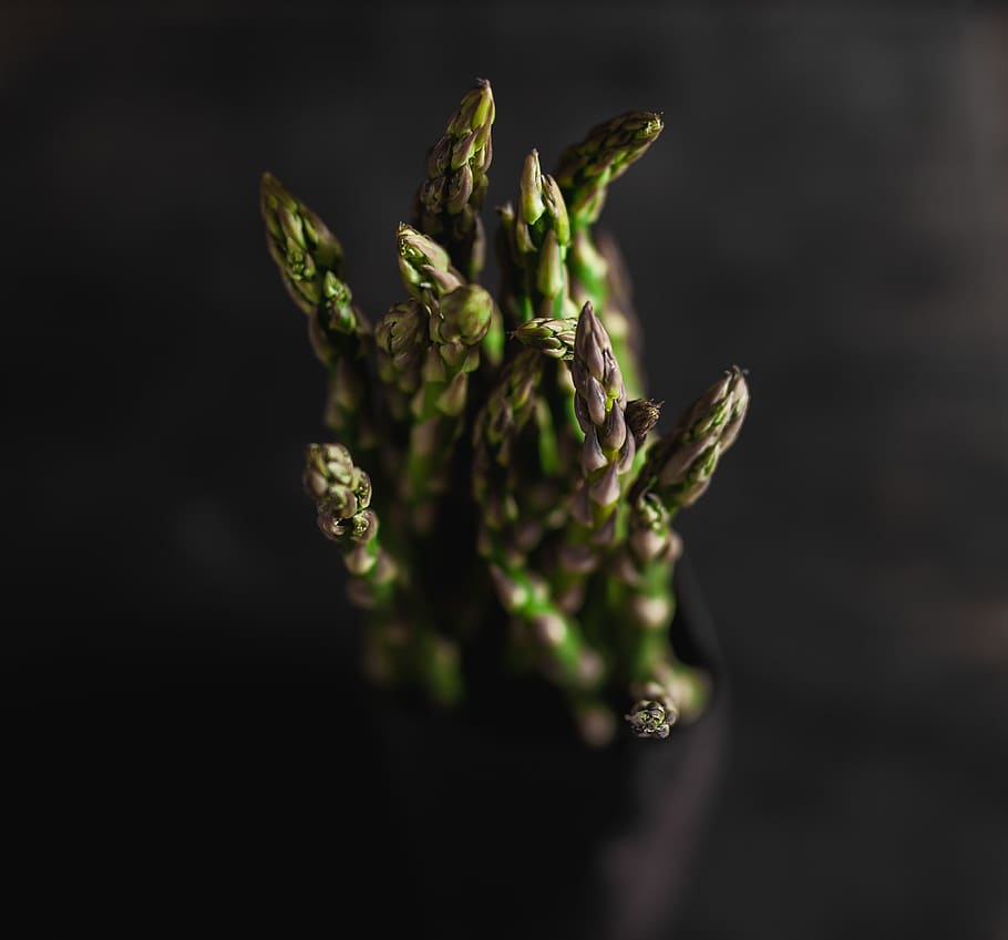 green vegetables, plant, food, asparagus, animal, bee, insect HD wallpaper